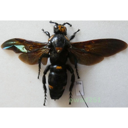 Megascolia procer javanensis (Sarrazin et al., 2008) female 88mm Indonesia, Java59a